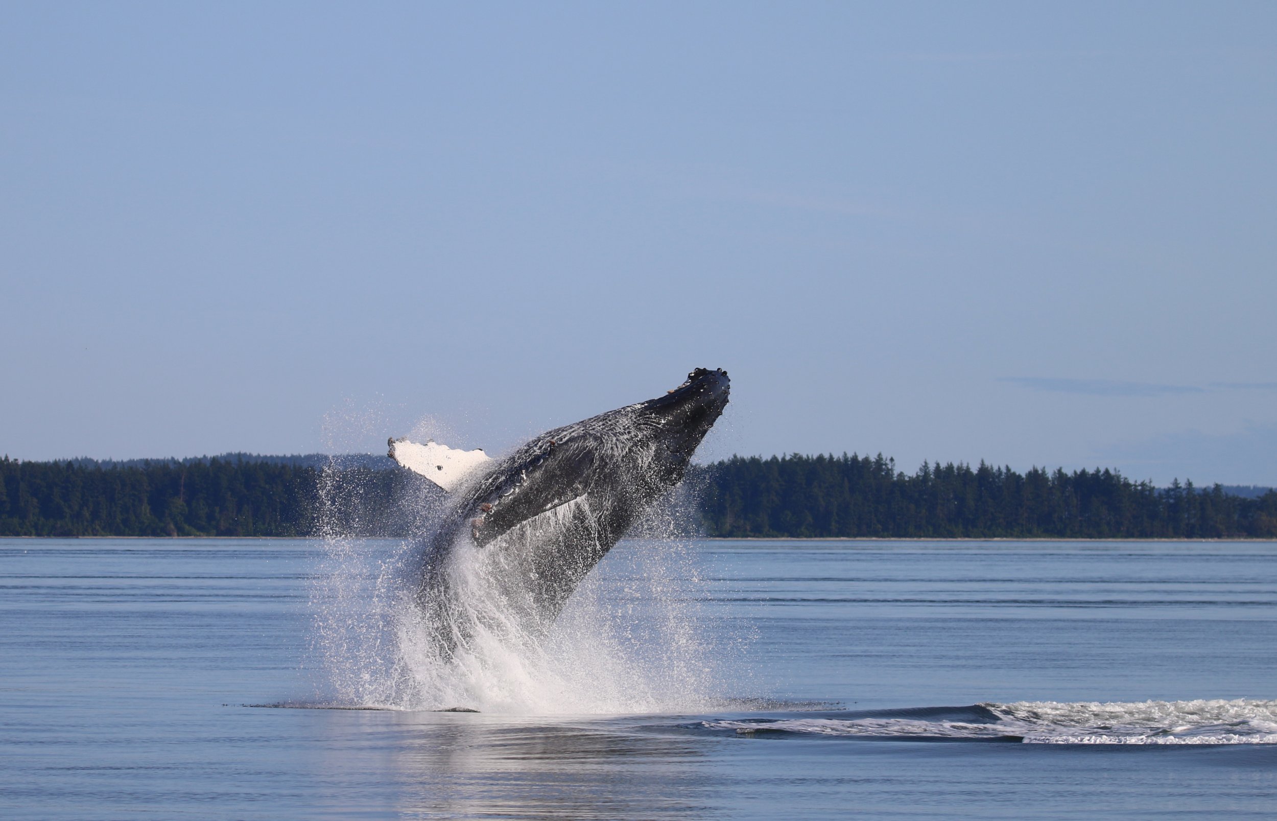 Humpbacks Gallery — Island Adventures